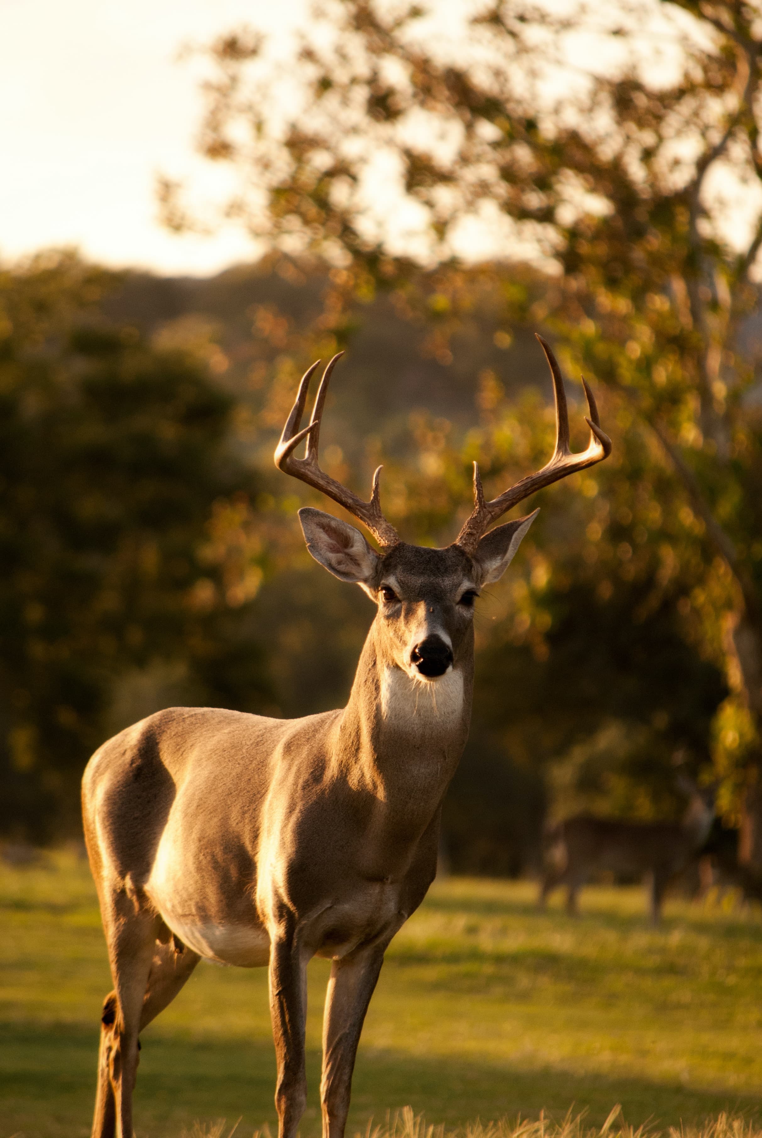 Deers